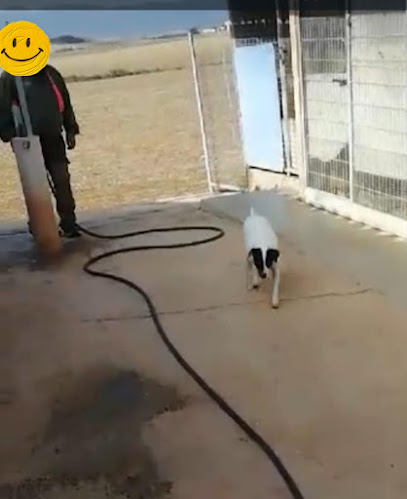 Guarderia Canina Zizur | Guardería para perros en Zizur Mayor