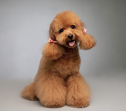 Baguira | Peluqueria para perros en El Ejido