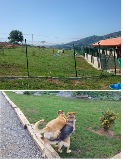 Ovi-can | Guardería para perros en Oviedo