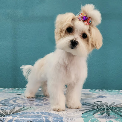 Ainara | Peluqueria para perros en La Carlota