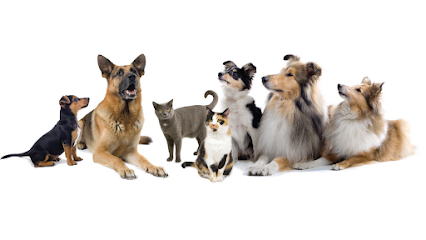Planet Benidorm | Adiestradores de perros en Benidorm