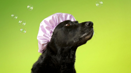 Pompas | Peluqueria para perros en Ávila