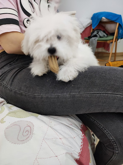 Dog-Ma | Peluqueria para perros en Barcelona