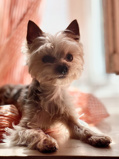 Perro y Muchacho | Peluqueria para perros en Madrid
