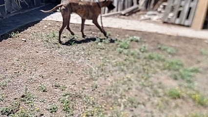 El Ancon | Guardería para perros en Arona