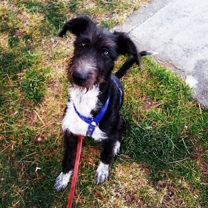 Anut | Adiestradores de perros en Valverde del Majano