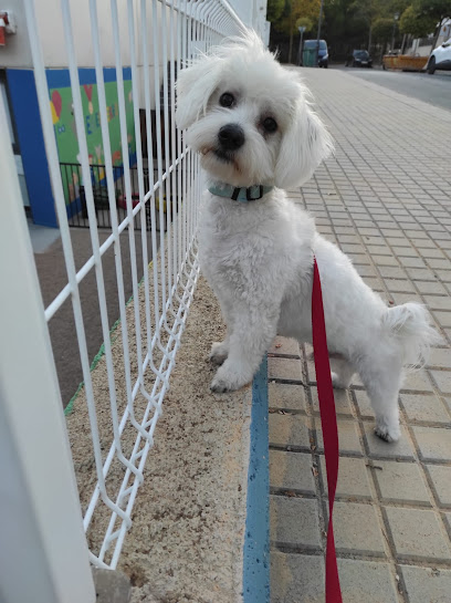 Burbujas | Peluqueria para perros en Yecla