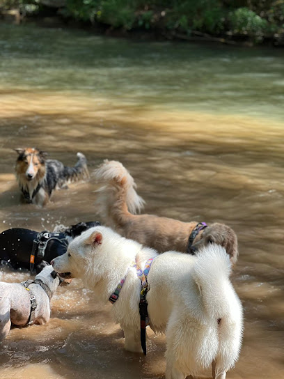 Rehabilitacion Canina | Adiestradores de perros en Balsareny