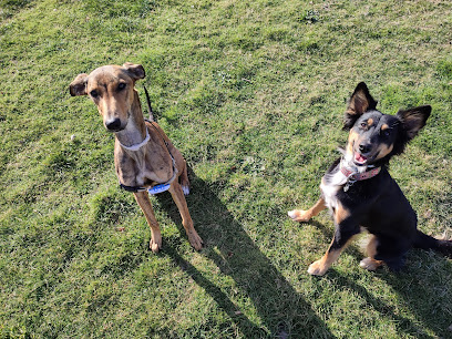 Ekoeduca | Adiestradores de perros en Torrelodones