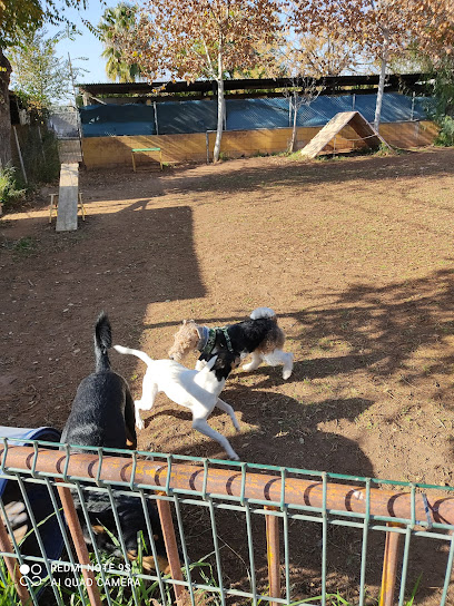 Alfacan | Adiestradores de perros en Dos Hermanas