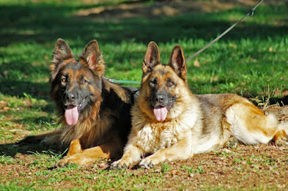 Froikan | Adiestradores de perros en Calldetenes