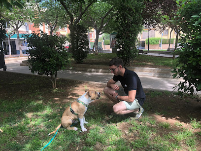 Sergio Educador Canino | Adiestradores de perros en El Grao de Castellón