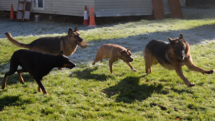 Territori Cani | Guardería para perros en Sora