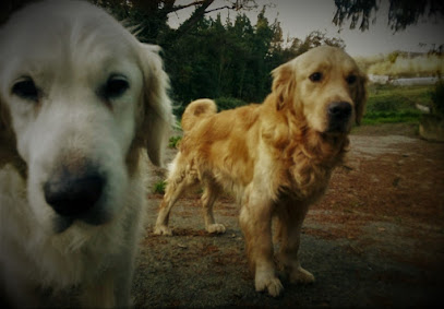 TXAKURARGI - Centro canino | Guardería para perros en Gatika