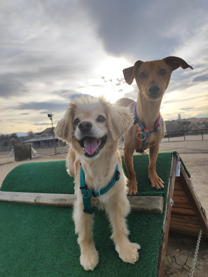 Adiestramiento Torrejon | Adiestradores de perros en Loeches