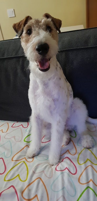 Caprichos de Bichos | Peluqueria para perros en Madrid