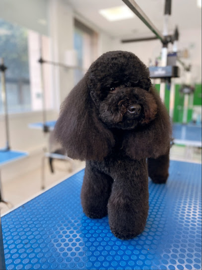 Rentigos by Anna Paradeda | Peluqueria para perros en Girona