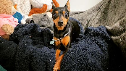 Hotel Cani el Vila | Guardería para perros en Calders