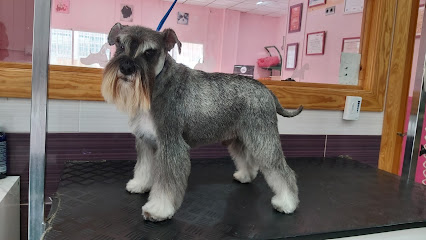 Encantados | Peluqueria para perros en Águilas