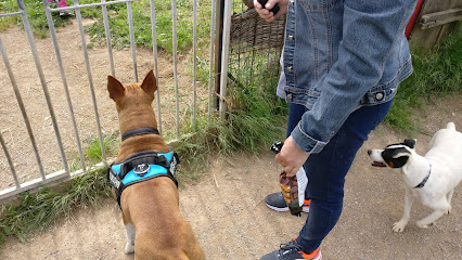 Terra de Gossos | Guardería para perros en Vilanova i la Geltrú