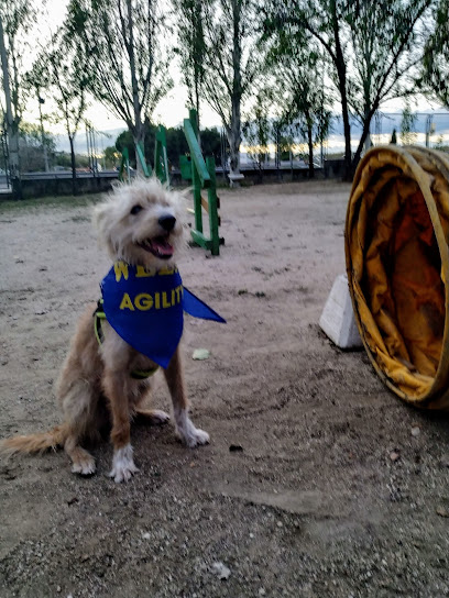 Club Agility WELPE | Alcorcón