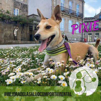 Educán | Adiestradores de perros en La Coruña