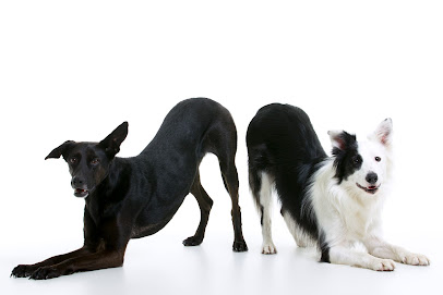 El Vinculo | El Retiro | Adiestradores de perros en Madrid