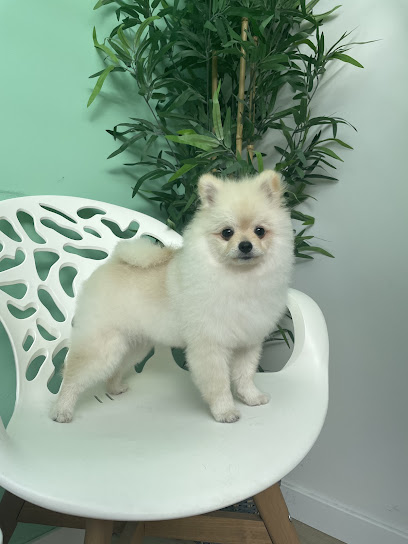Estilo Canino | Peluqueria para perros en Oviedo