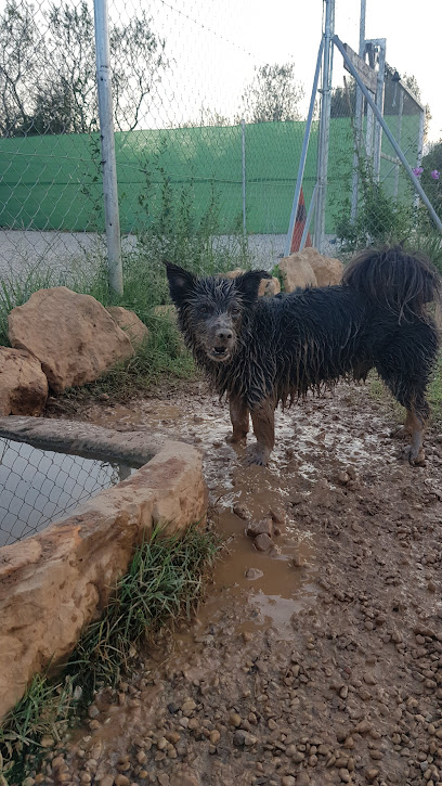 Gosesplai | Guardería para perros en Calig