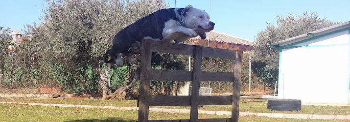 La Colina | Adiestradores de perros en Argamasilla de Calatrava