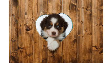 Amor Animal | Guardería para perros en Fuente Palmera