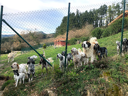Troylo | Hotel Canino | Guardería para perros en Guenes