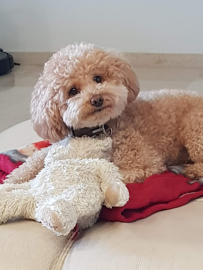 Peludog | Peluqueria para perros en Benalmádena