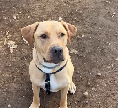 Lar do belelle | Guardería para perros en Fene