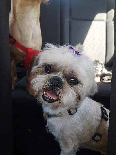Mima-Mascotas | Peluqueria para perros en Terrassa