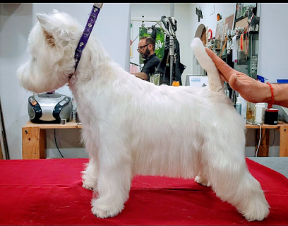 Anthares | Peluqueria para perros en Móstoles