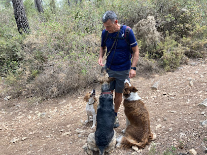 DogHarmonyBcn | Adiestradores de perros en Sant Just Desvern