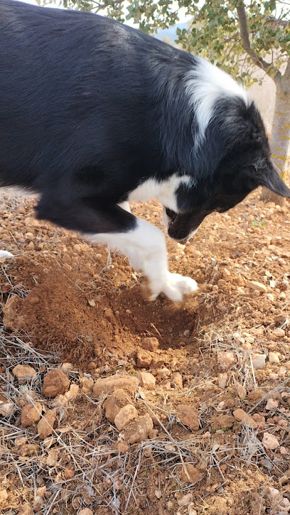 Buscadores de Trufas | Adiestradores de perros en Burgos