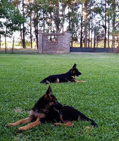Pet Sitter VIP | Adiestradores de perros en Sotogrande