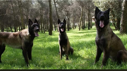 Malilupus | Guardería para perros en Venta la Rubia