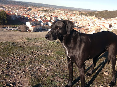 Japydog | Adiestradores de perros en Cuenca