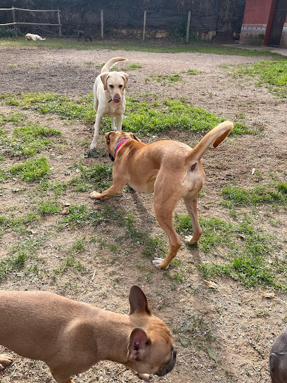 CampGos | Guardería para perros en Esparreguera