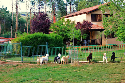 Paraje Salvador | Guardería para perros en Santervas