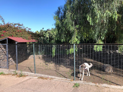 CanaryCan | Guardería para perros en Las Palmas