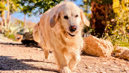 Isla Redonda | Guardería para perros en Isla Redonda.