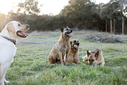 La Madriguera | Guardería para perros en Colmenarejo