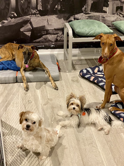 Aloha DOGS by Jane | Guardería para perros en Madrid