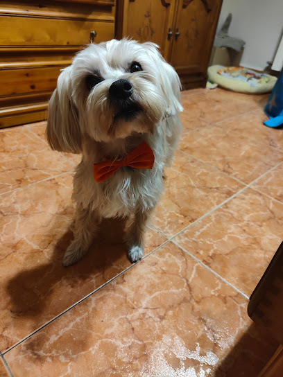 La Peluperria | Peluqueria para perros en Alcorcón