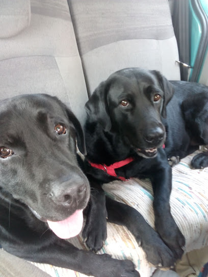 Atap Canarias | Adiestradores de perros en Las Palmas de Gran Canaria