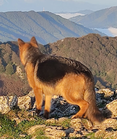 WorkingDog Solutions | Guardería para perros en Caldes de Montbui